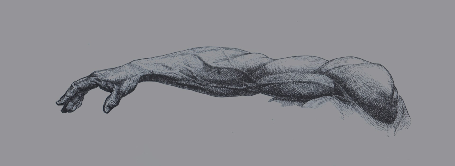 Анатомия для художника: руки