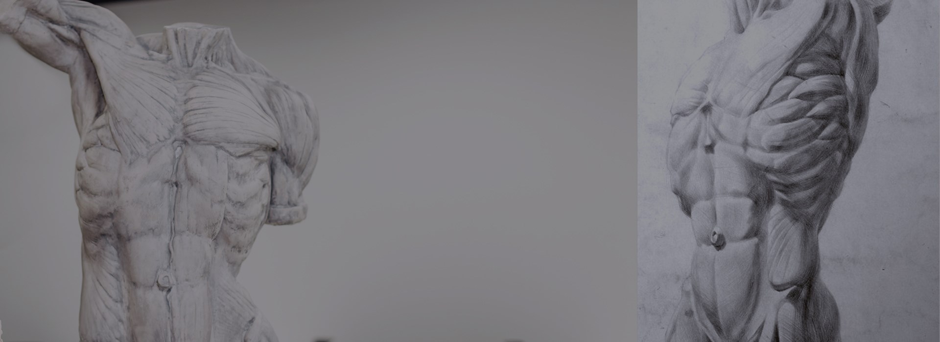 Анатомия для художника: торс
